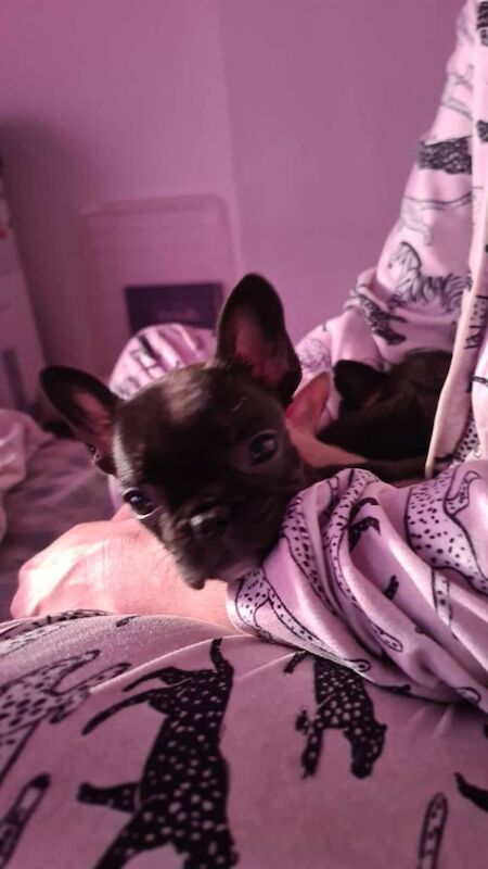 Beautiful baby french bulldogs