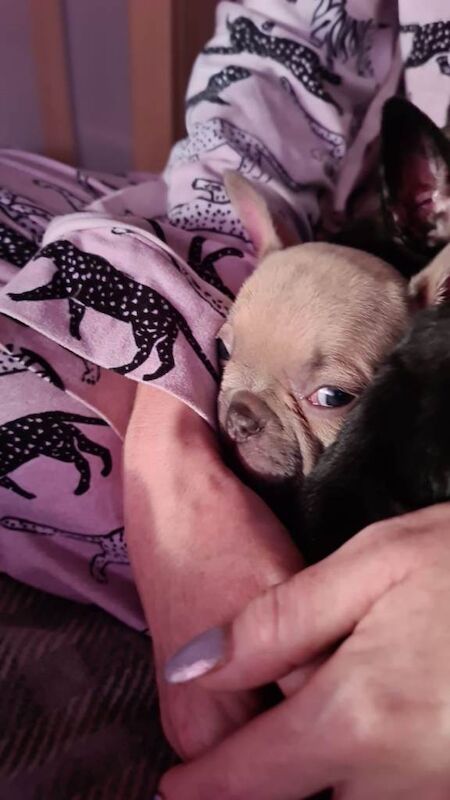 Beautiful baby french bulldogs - Image 2 of 3