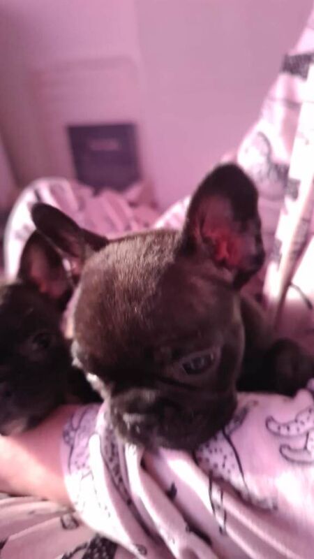 Beautiful baby french bulldogs - Image 3 of 3
