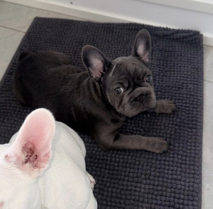 Frenchie Puppies For Sale