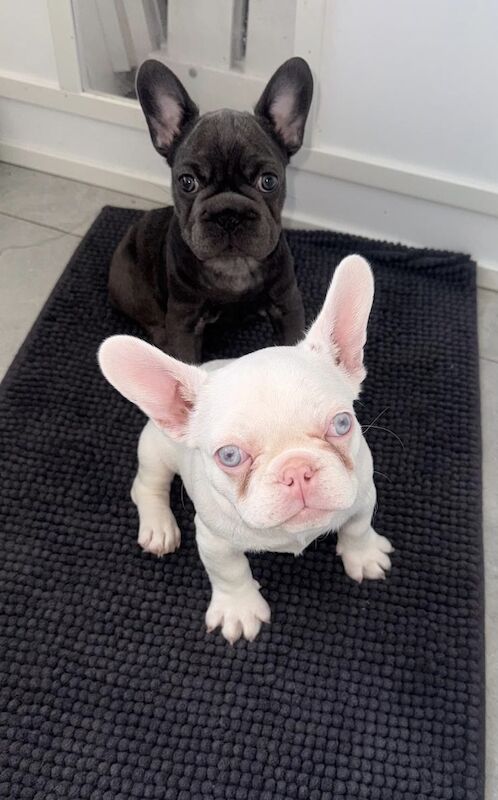 Beautiful baby French bulldogs for sale - Image 2 of 4