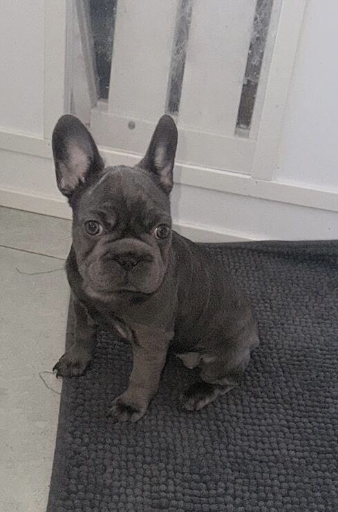 Beautiful baby French bulldogs for sale - Image 3 of 4