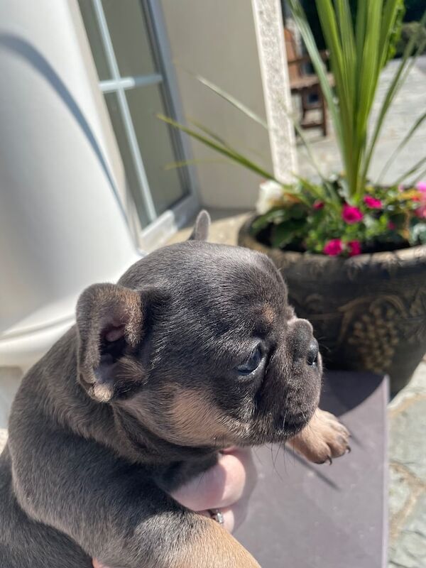 Beautiful Blue and Tan female French Bulldog Pup for sale in Omagh, County Tyrone - Image 2