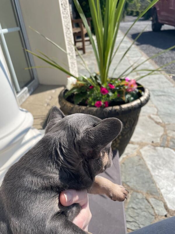 Beautiful Blue and Tan female French Bulldog Pup for sale in Omagh, County Tyrone | Image 3