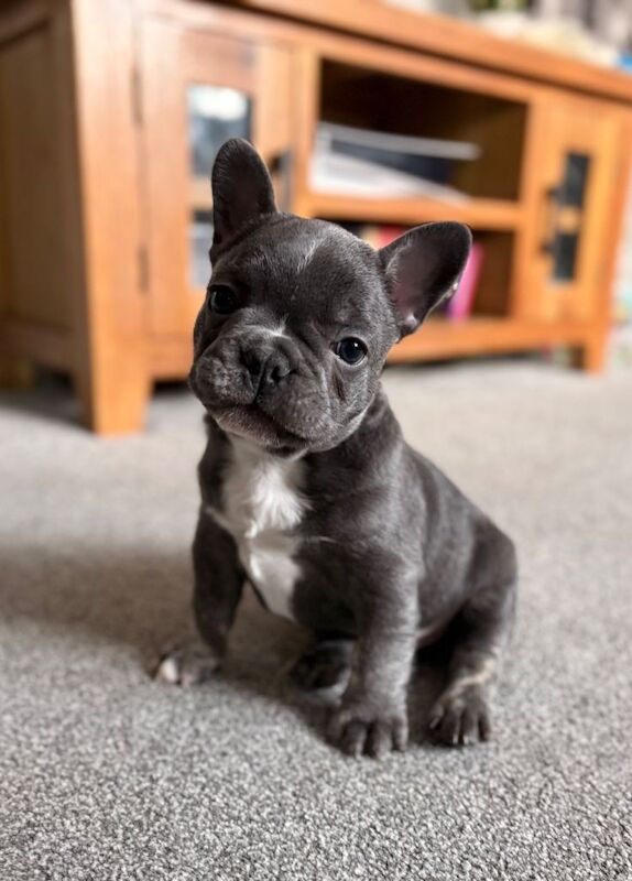 French Bulldog puppies for sale in Colchester, Essex – 8 weeks old