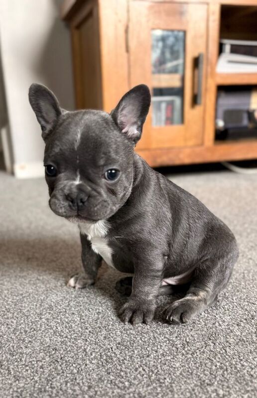 French Bulldog puppies for sale in Colchester, Essex – 10 weeks old - Image 2 of 4