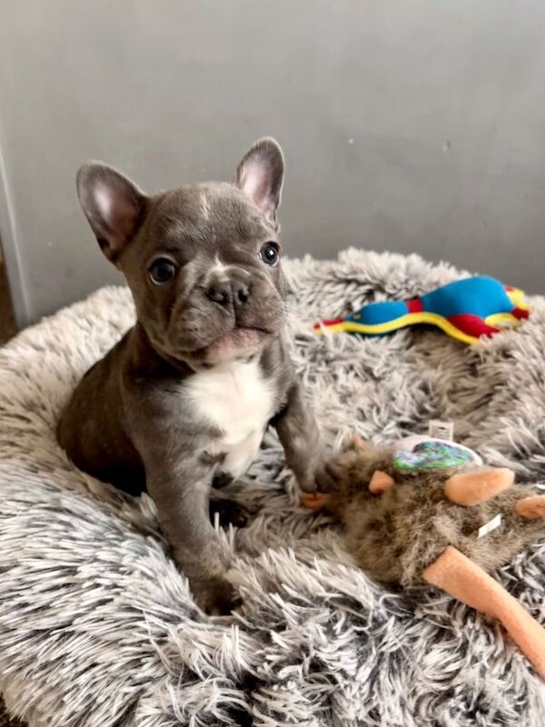 French Bulldog puppies for sale in Colchester, Essex – 10 weeks old - Image 3 of 4