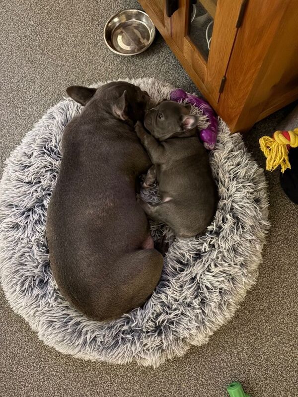French Bulldog puppies for sale in Colchester, Essex – 10 weeks old - Image 4 of 4