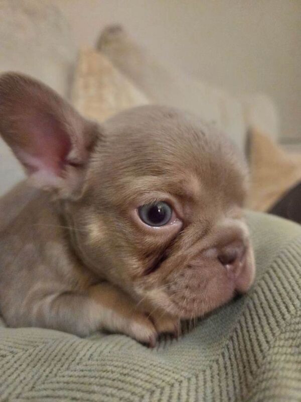 French Bulldog puppies for sale in Romford, Greater London – KC registered, 6 weeks old