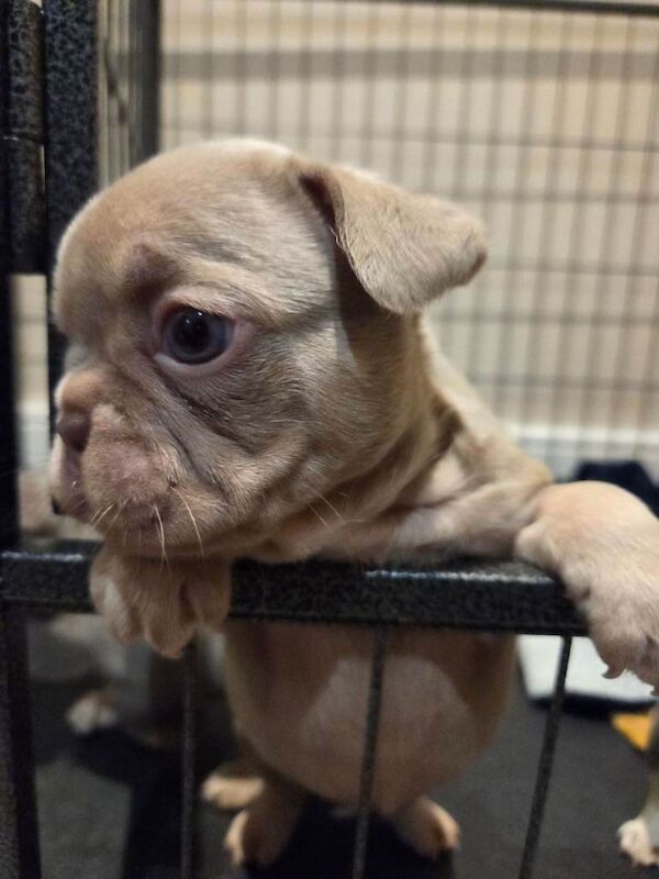 French Bulldog puppies for sale in Romford, Greater London – KC registered, 6 weeks old - Image 3 of 3