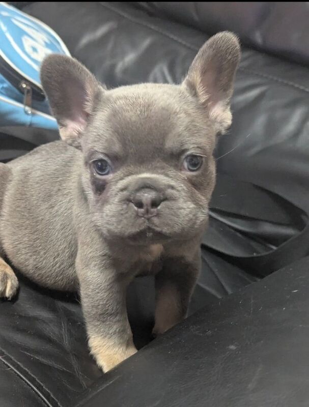 Blue French Bulldog Puppies For Sale
