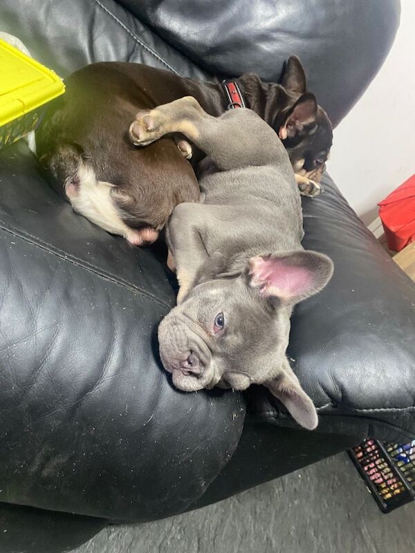 Beautiful blue eyed French Bulldog - Image 2 of 3