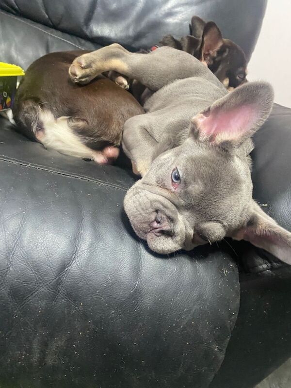 Beautiful blue eyed French Bulldog - Image 3 of 3