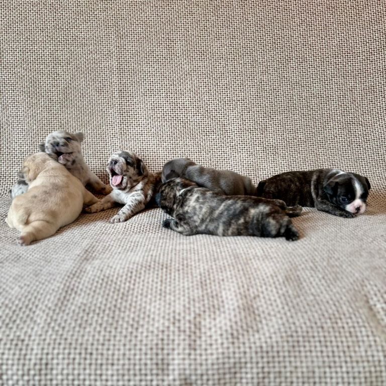 French Bulldog puppies for sale in Buckie, Banffshire – 5 weeks old