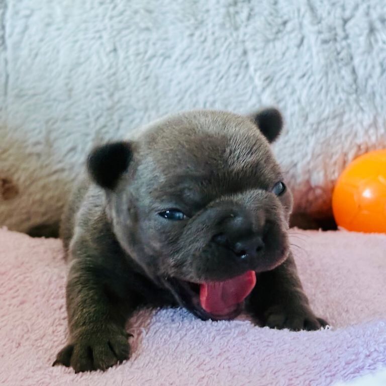 French Bulldog puppies for sale in Buckie, Banffshire – 6 weeks old - Image 2 of 3