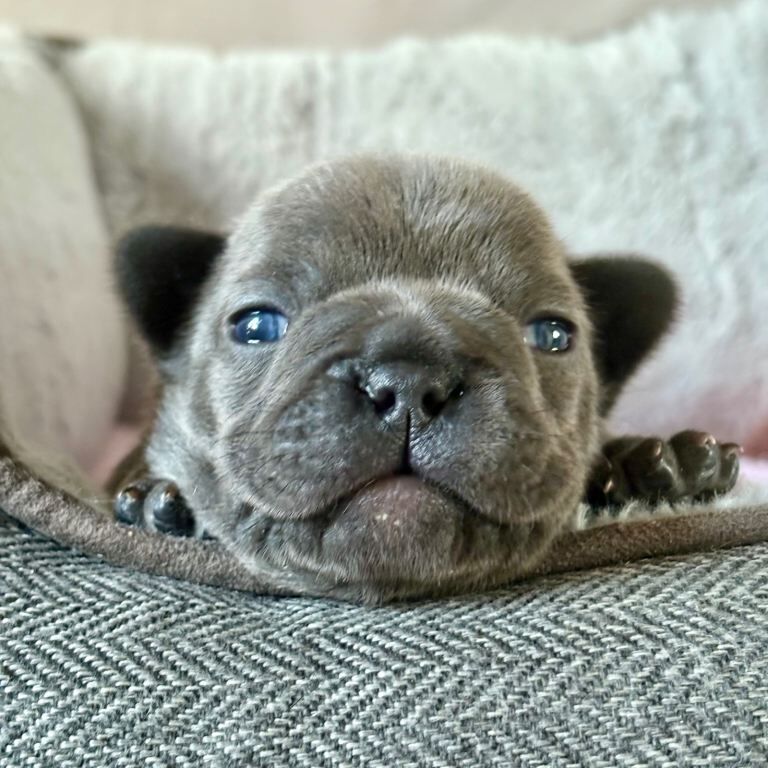 French Bulldog puppies for sale in Buckie, Banffshire – 6 weeks old - Image 3 of 3