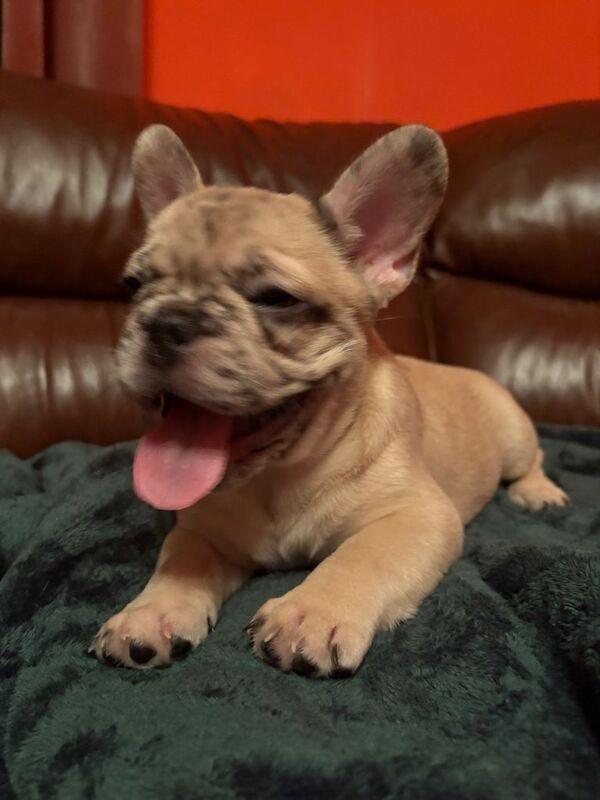 Beautiful Blue Eyed French Bulldog Puppies - Image 3 of 6