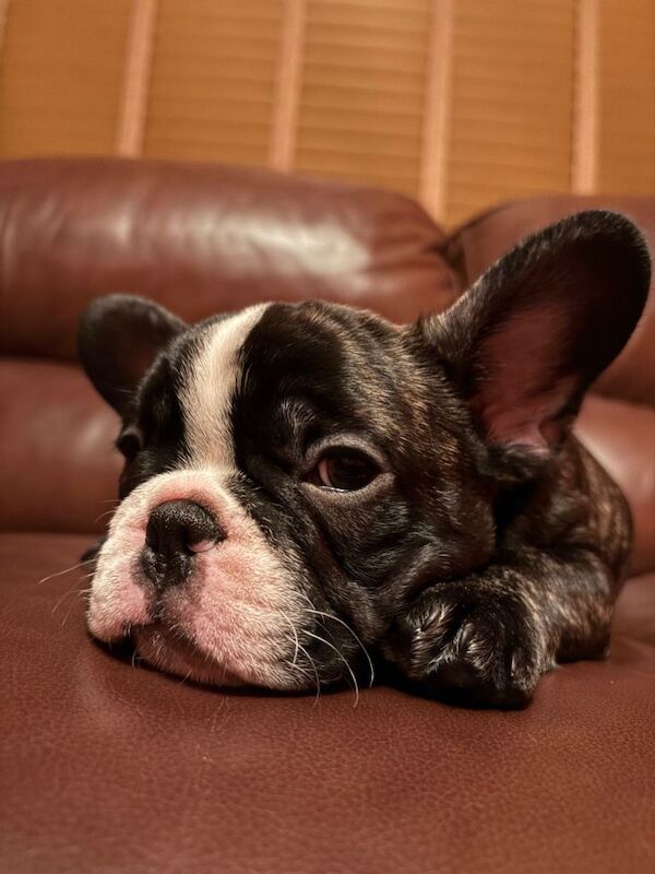 Beautiful Blue Eyed French Bulldog Puppies - Image 4 of 6
