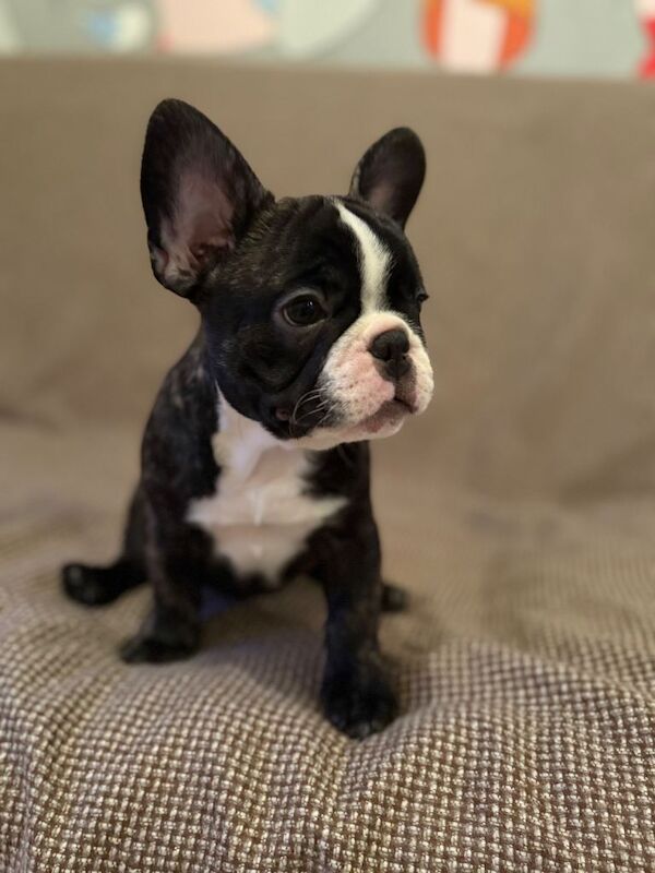 Beautiful Blue Eyed French Bulldog Puppies - Image 5 of 6