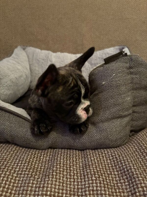Beautiful Blue Eyed French Bulldog Puppies - Image 6 of 6