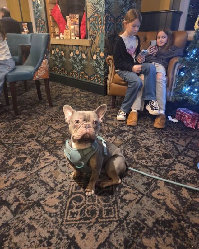 Blue French Bulldog Puppies For Sale