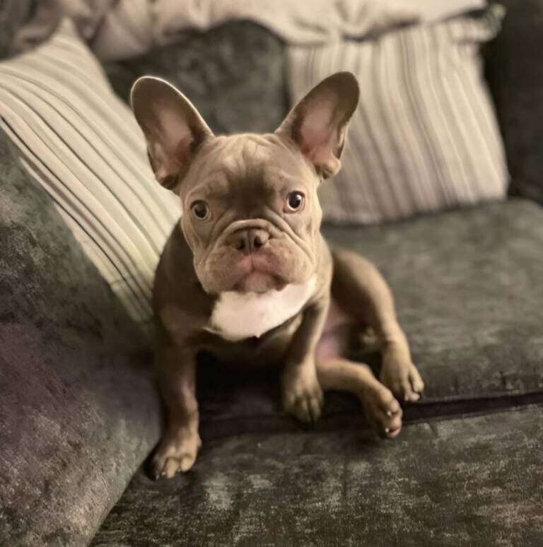 Beautiful blue french bull dog needs a home - Image 2 of 4