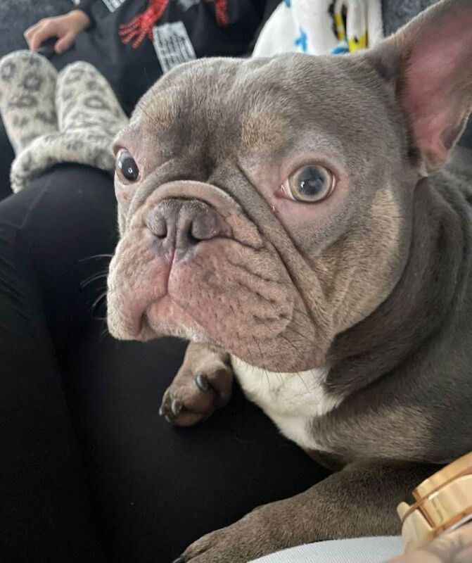 Beautiful blue french bull dog needs a home - Image 3 of 4