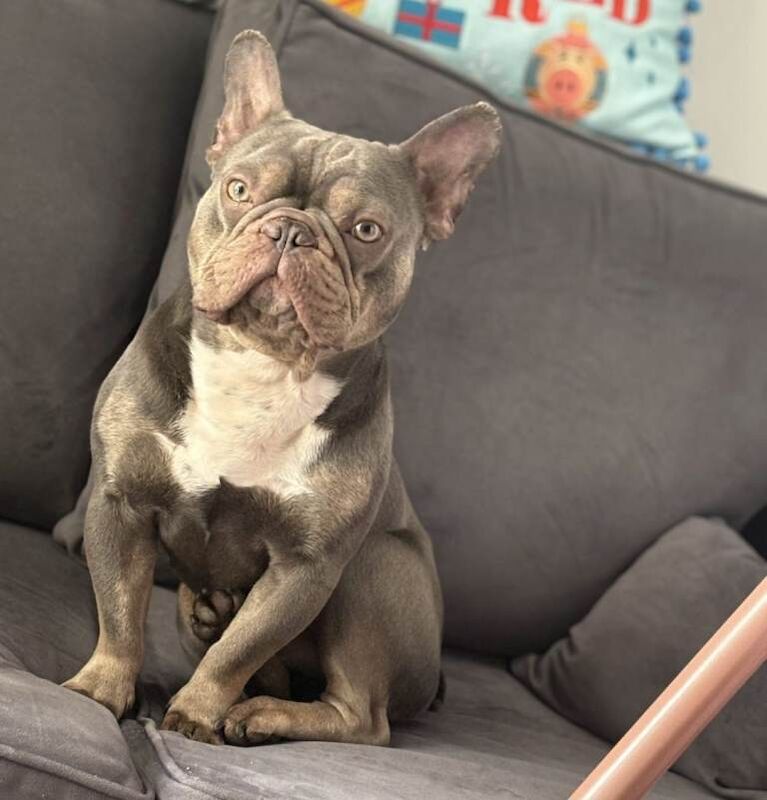 Beautiful blue french bull dog needs a home - Image 4 of 4