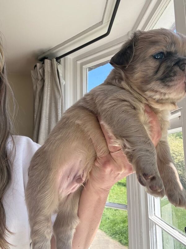Beautiful family raised French bulldogs. Fluffy and straight