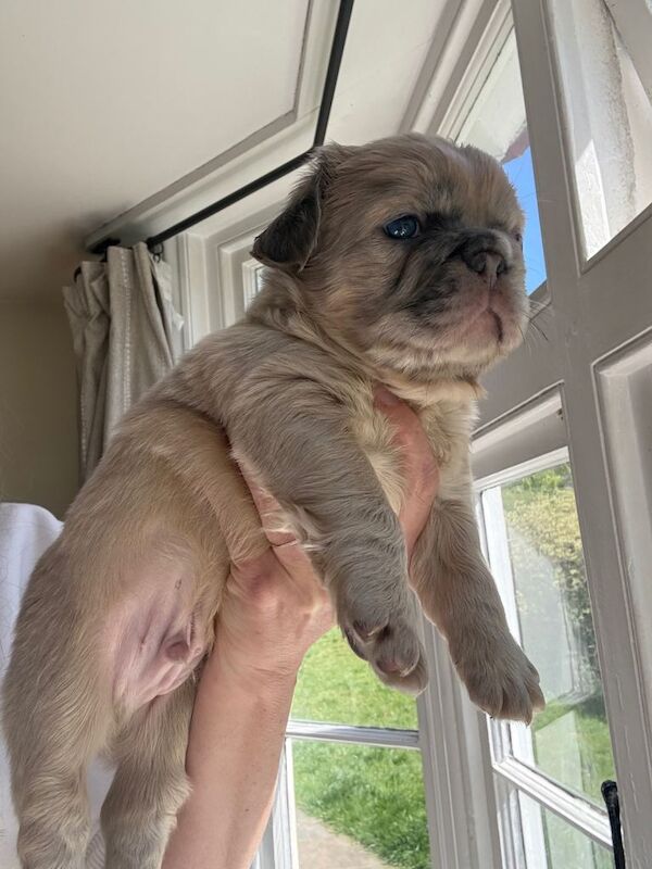 Beautiful family raised French bulldogs. Fluffy and straight - Image 2 of 5