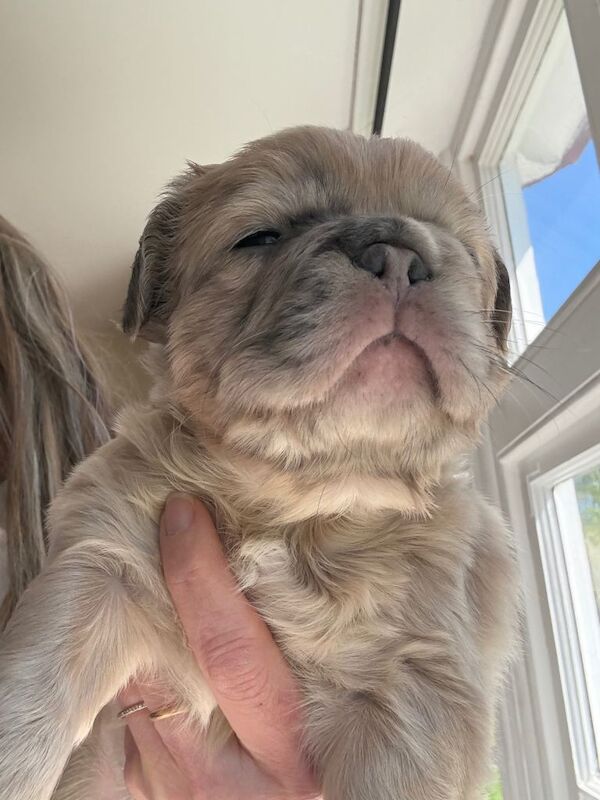 Beautiful family raised French bulldogs. Fluffy and straight - Image 3 of 5