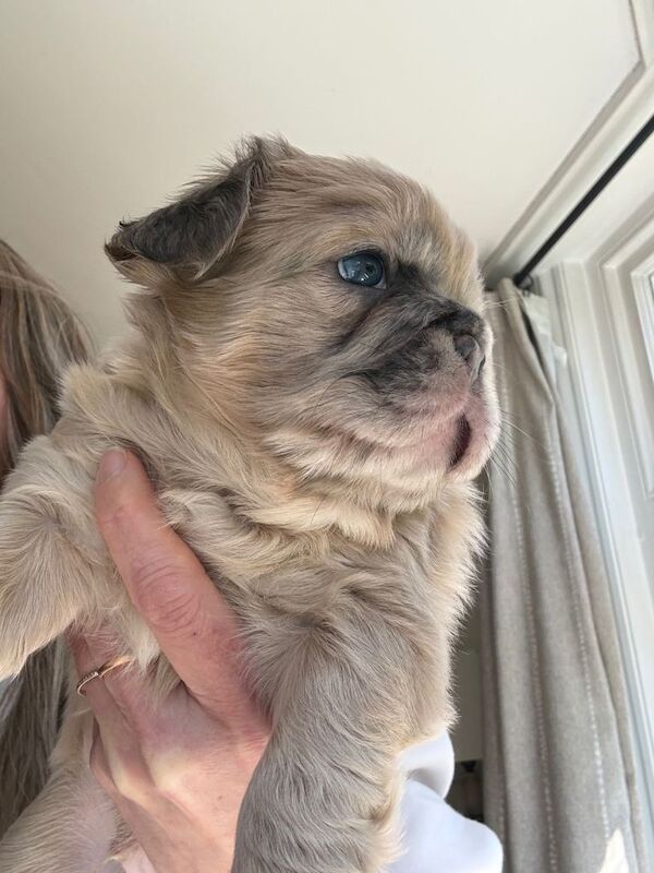 Beautiful family raised French bulldogs. Fluffy and straight - Image 4 of 5