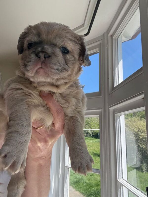 Beautiful family raised French bulldogs. Fluffy and straight - Image 5 of 5