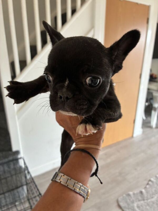 Beautiful female french bulldog