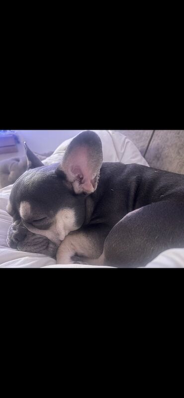 Beautiful female French Bulldog