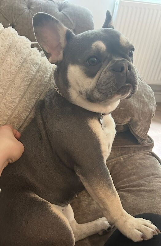 Beautiful female French Bulldog - Image 3 of 5