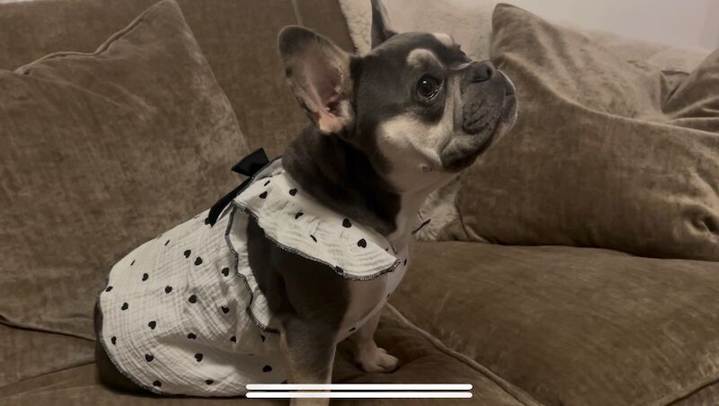 Beautiful female French Bulldog - Image 4 of 5