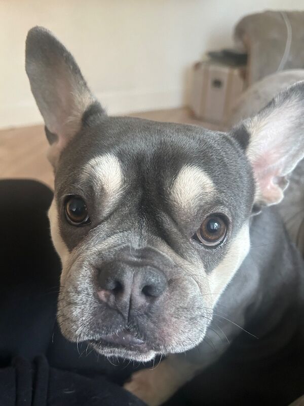 Beautiful female French Bulldog - Image 5 of 5