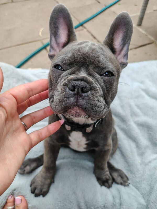 French Bulldog puppies for sale in Wareham, Dorset – 11 weeks old