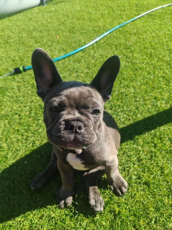 French Bulldog puppies for sale in Wareham, Dorset – 11 weeks old - Image 3 of 3