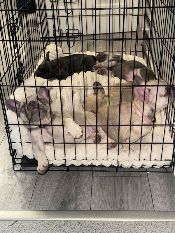 French Bulldog puppies for sale in Bellshill, North Lanarkshire – 8 weeks old - Image 2 of 4