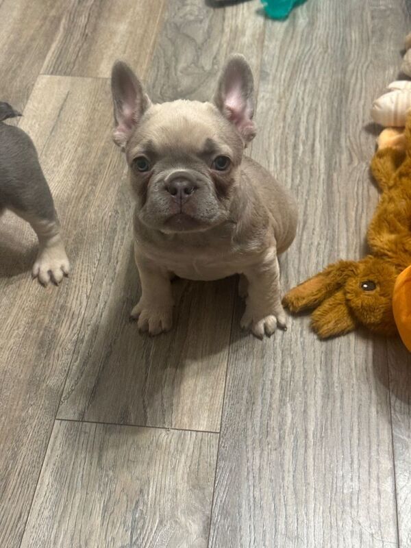 French Bulldog puppies for sale in Bellshill, North Lanarkshire – 8 weeks old - Image 3 of 4