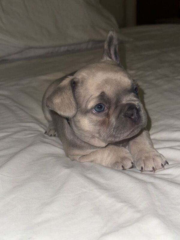 French Bulldog puppies for sale in Bellshill, North Lanarkshire – 8 weeks old - Image 4 of 4