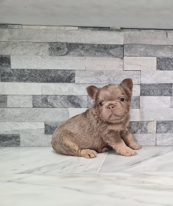 French Bulldog puppies for sale in St Mellons / Llaneurwg, South Glamorgan – KC registered, 7 weeks old