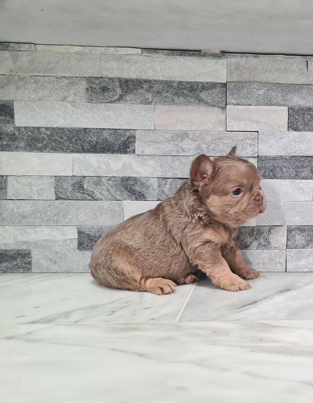 French Bulldog puppies for sale in St Mellons / Llaneurwg, South Glamorgan – KC registered, 7 weeks old - Image 2 of 3