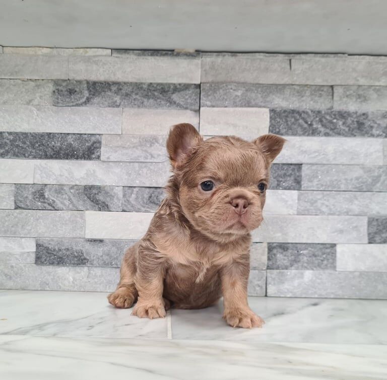 French Bulldog puppies for sale in St Mellons / Llaneurwg, South Glamorgan – KC registered, 7 weeks old - Image 3 of 3
