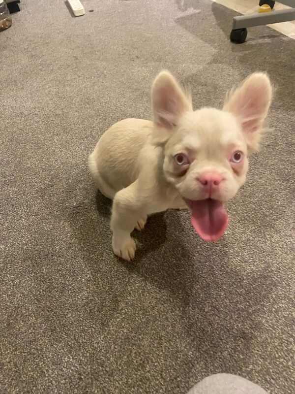 Beautiful Fluffy Frenchie Girl - Image 2 of 3