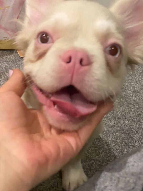 Beautiful Fluffy Frenchie Girl - Image 3 of 3