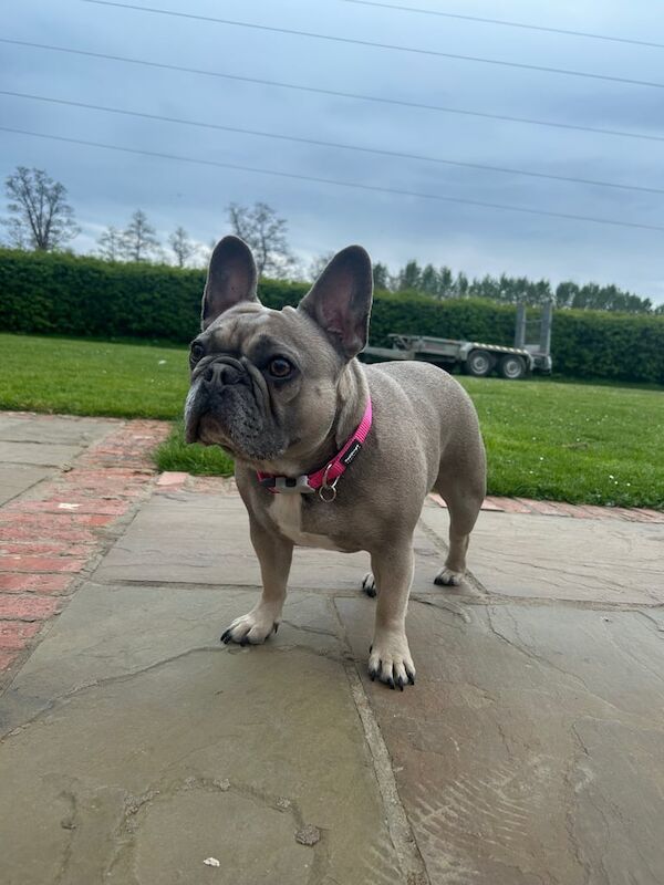 Beautiful French bull dog for sale in Hartley Wintney, Hampshire