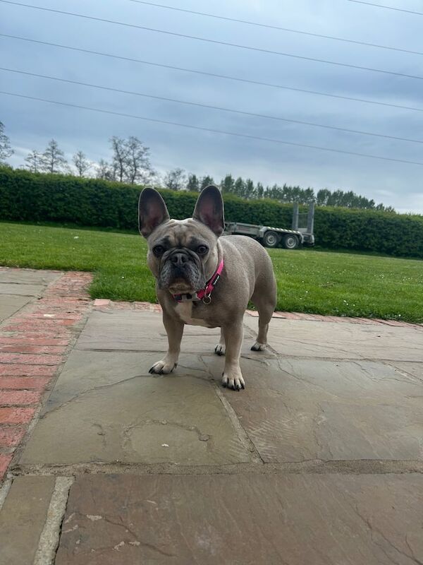 Beautiful French bull dog for sale in Hartley Wintney, Hampshire | Image 2